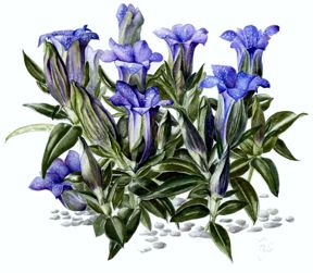 2020apr-045-christine-flintham-gentian-alpine