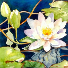 2020apr-117-sally-steele-water-lily-1