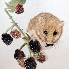 Blackberry season by Sharon Bruce (Ref: 15)