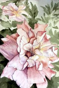 Fading Rose by Diane Warburton (Ref: 125)