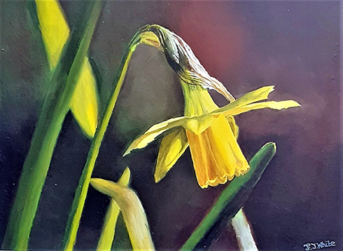 The Daffodil by Fiona White - Oil