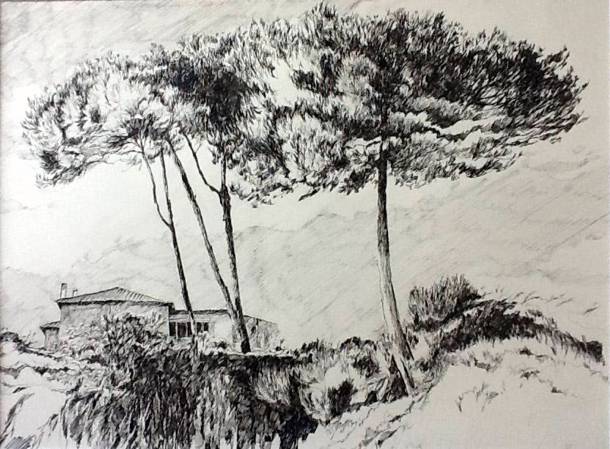 Corfu Trees - pen and ink - 36 x 48cm