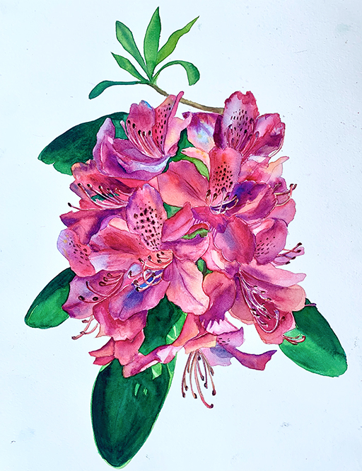 Rhododendron from Mill Hill London , 2020 - Watercolor - 29 x 42cm