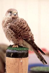 Kestrel